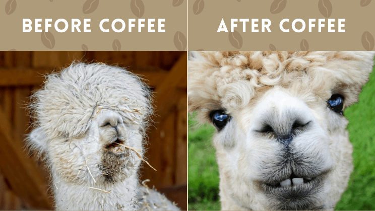 Coffee Puns For Friends And Family